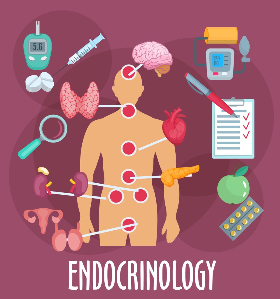 Endocrinology-960x1024