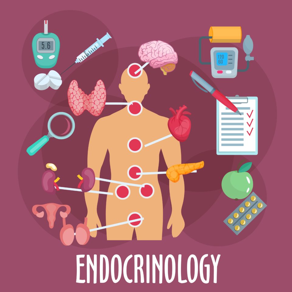 Endocrinology-960x960